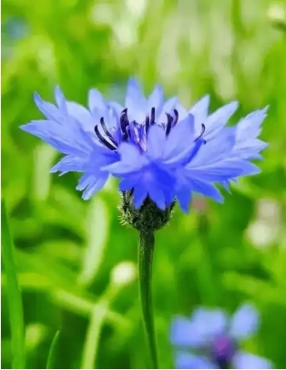 矢车菊的花语和寓意是什么
