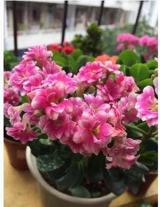长寿花有几个品种