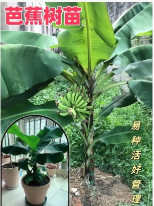 芭蕉叶的寓意及象征是什么