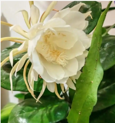 家中昙花4个月开3次好吗