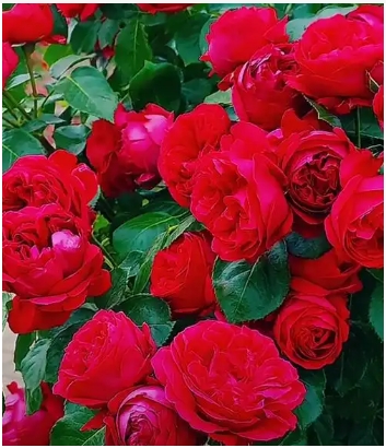 红玫瑰真正的花语是什么