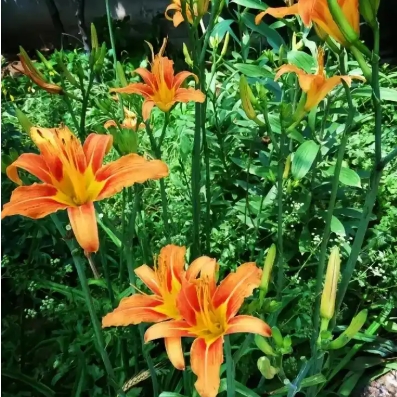忘忧草是什么意思
