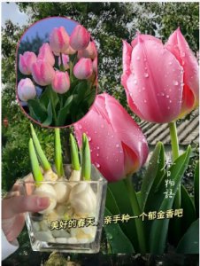 郁金香的象征意义与花语解析 郁金香花语象征与寓意是什么？