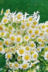 洋甘菊的象征及花语解析 洋甘菊的花语和象征意义是什么？