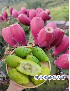 仙人掌的味道是什么味道的