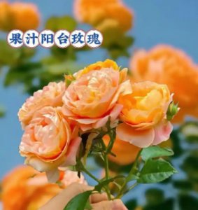 真假果汁阳台月季花如何分辨？ 如何辨别真伪果汁与阳台月季花？