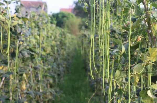 豆角多远一棵最好