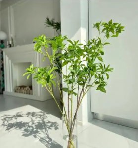 马醉木寓意是什么？有什么风水作用？