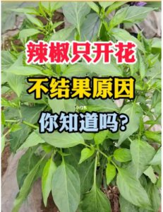 辣椒不结果是什么原因？怎么补救？