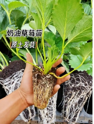 草莓幼苗图片刚长出时发丝那么小