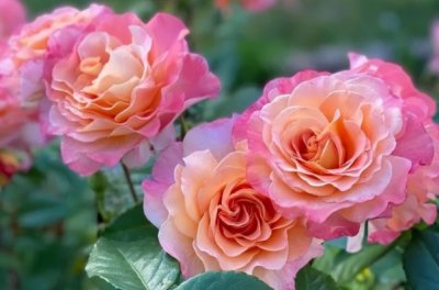 月季花的颜色与花语解析 不同颜色的月季花语是什么？