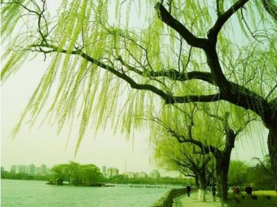 柳树的寓意和象征是什么？有哪些诗句跟它有关的？