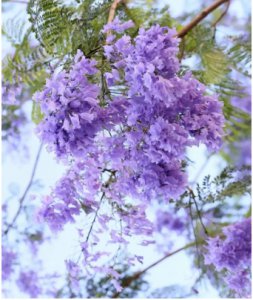 蓝楹花的花语是什么？有什么象征意义？