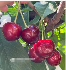 科迪亚樱桃品种介绍以及成熟期是几月份？