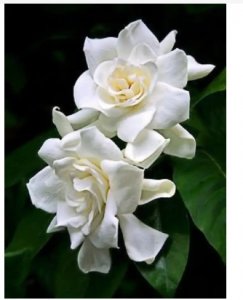 栀子花的象征意义与花语解析 栀子花的寓意和花语是什么？