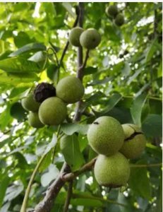 野生核桃树真实图片 真实的野生核桃树照片