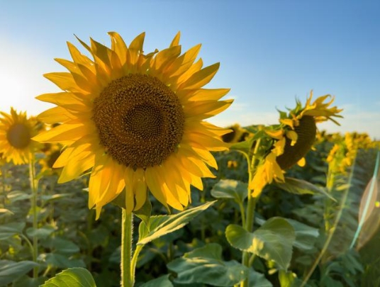 太阳花的象征意义是什么