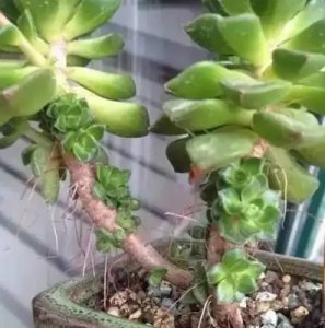 如何处理多肉植物的长枝？ 多肉长了一根长长的枝怎么处理？