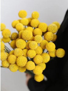 黄金球花语是什么？适合送什么人？