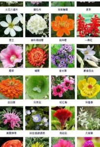 《花语及花名大全》 花名大全及花语是什么？