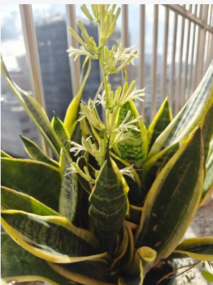虎皮兰开花的寓意和象征着什么