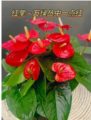 红掌寓意及花语是什么