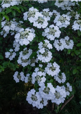 琼花的寓意是什么