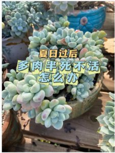 夏季多肉植物浇水频率如何？ 夏天多肉植物多久浇一次水合适？