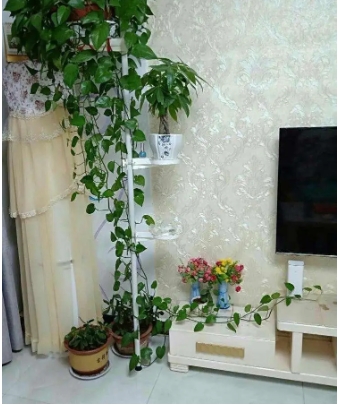 卧室可以放绿萝吗