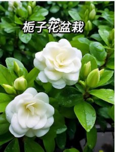 室内养栀子花风水如何？ 栀子花适合室内养吗？风水好吗？