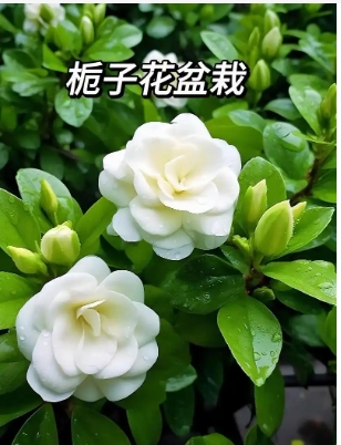 栀子花适合室内养吗