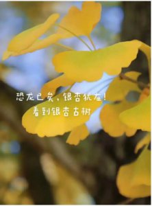 银杏的花语和寓意是什么？ 银杏花的象征意义与花语解析