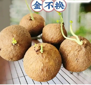 块茎植物有哪些种类？ 块茎类植物有哪些种类？