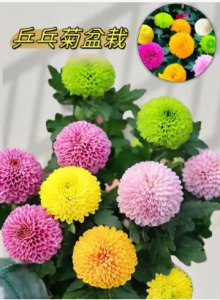 乒乓菊的花语是什么？可以送人吗？