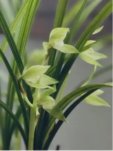 芝兰是什么意思？三个含义你知道吗？