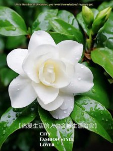 栀子花代表什么意思？比喻人什么样的品质？