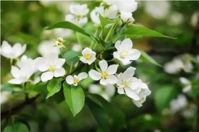 茉莉花语是什么意思？适合送什么人？