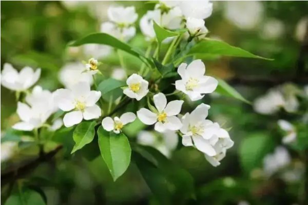 茉莉花语是什么意思