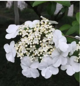 琼花的寓意和花语是什么？ 琼花的象征意义及其花语解析