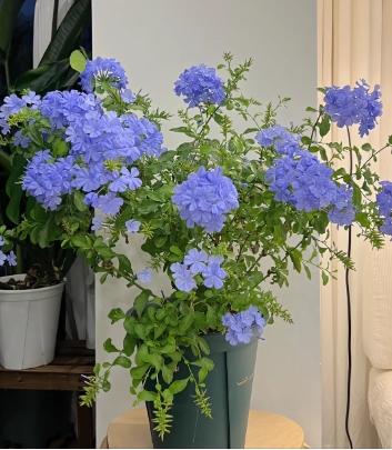 蓝雪花花语及象征意义是什么