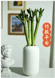 龙竹养几根风水好？放家里哪个位置最合适？