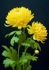 菊花象征意义及其花语解析 菊花的寓意和花语是什么？