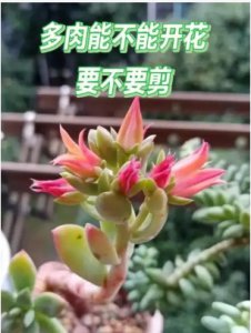 多肉开花要剪掉吗？寓意什么？ 多肉开花需要修剪吗？象征什么？