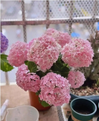 花名大全及花语有哪些
