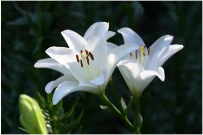 百合花的象征意义与花语 百合的花语是什么？有什么寓意？