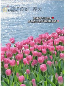 郁金香的象征意义和花语解析 郁金香的花语和象征意义是什么？