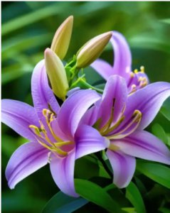 紫色花卉及其花语介绍 紫色的花有哪些？花语是什么？
