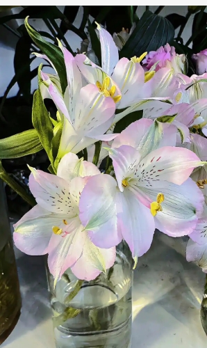 粉百合的花语与寓意是什么