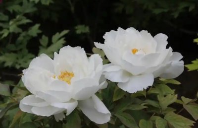 白牡丹花的寓意和象征风水是什么？