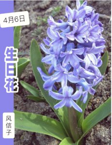 风信子的象征意义与寓意 风信子寓意以及象征是什么？